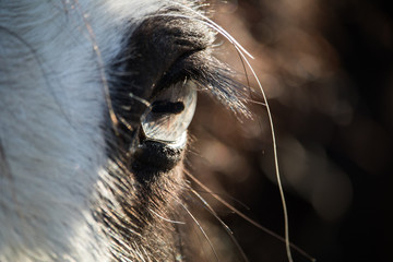 Pferdestärke © maxkauer