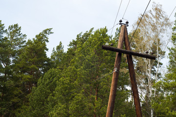 Fototapeta na wymiar Power line in the pine wood