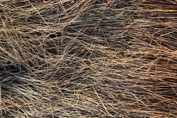 Palm fiber