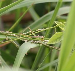 grasshopper