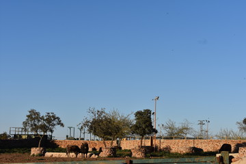 Toros de lidia