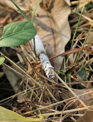 cigarette stub