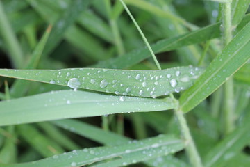 drops on grass