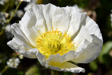 Arctomecon merriamii, white poppy macro 