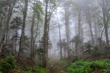 Obraz na płótnie Canvas Mystic green Caucasus mountain forest with trees in the fog at summer. Scenic foggy landscape