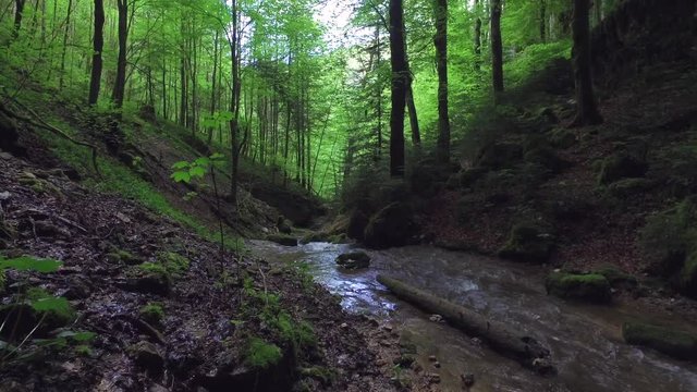 In forest - small stream - Le Doubs- Goumois - panning up to sky