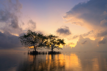 Fototapeta na wymiar Beautiful sunrise, Twin Trees in the sea with reflection in water at Pakpra village,Phatthalung, Thailand