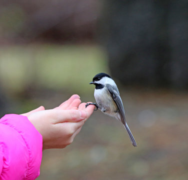 M&eacute;sange &agrave; t&ecirc;te noire
