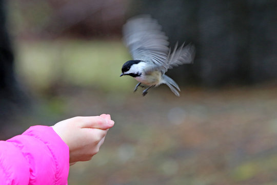 M&eacute;sange &agrave; t&ecirc;te noire
