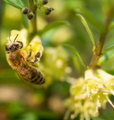 Eine Biene auf einer Blüte