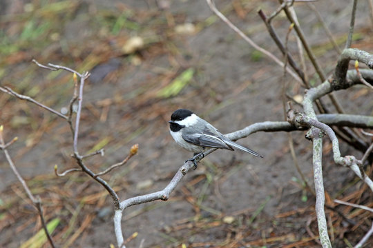 M&eacute;sange &agrave; t&ecirc;te noire
