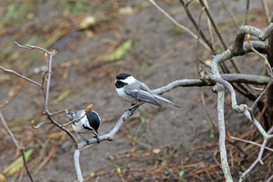 M&eacute;sange &agrave; t&ecirc;te noire