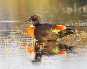 Male Australian Shelduck