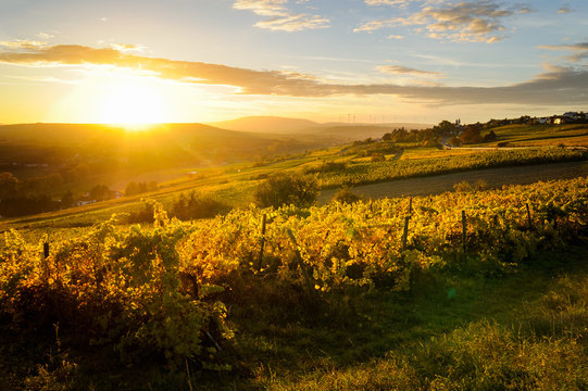 herbstliche Laubf&auml;rbung im Weinberg bei Sonnenuntergang, zwischen Zellertal und M&ouml;lsheim, Rheinland-Pfalz, Deutschland, Europa