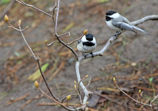 M&eacute;sange &agrave; t&ecirc;te noire