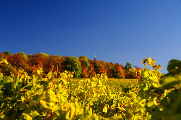 Obraz premium Weinanbaugebiet in Hanglage in herbstlicher Laubfärbung, bei Hangen-Weisheim, Pfalz, Rheinland-Pfalz, Deutschland, Europa,