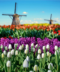 Magic spring landscape with flower beds and windmills in Netherlands, Europe (harmony, relaxation, anti-stress, meditation - concept).