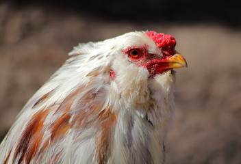 Rooster head