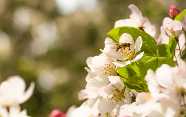 Eine Biene auf einer Blüte