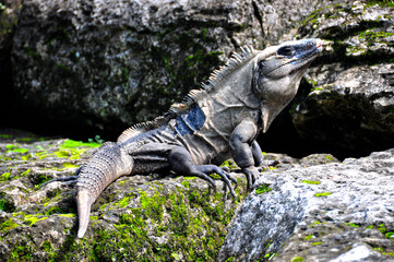 Mexico - Palenque, site Maya
