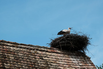 Klappernder Storch im Nest am Dach
