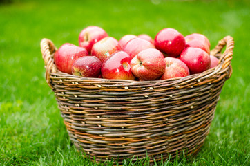 Basket with organic apples