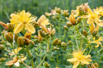 St. John's wort. Yellow speckled flowers and buds on green background.