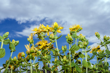 Yellow flowers and buds of Saint-John's-wort aspiring to cloudy sky. Lower shooting point.