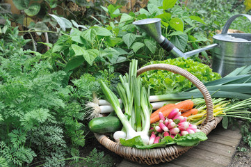 panier de légumes et arrosoir dans potager © coco
