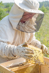 Beekeeper photos, royalty-free images, graphics, vectors & videos ...