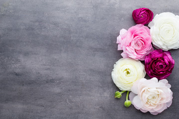 Beautiful colored ranunculus flowers on a gray background.