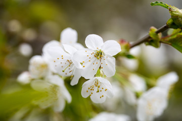 Cherry blossom in spring for background.