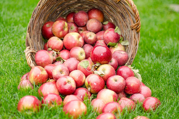 Basket with organic apples