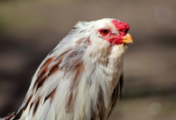 Rooster head