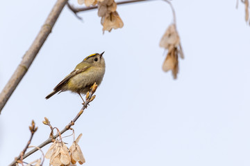 The golden-crowned kinglet is a very small songbirdю Sitting on a tree branch and looking for insects in the old  year seeds.