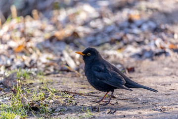 Blackbird walking on the meadow early spring time.