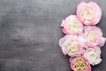 Pink beautiful ranunculus on gray background.