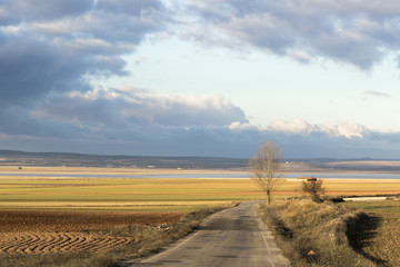 Carretera rodeada de campos dorados en  la Reserva Natural de la Laguna de Gallocanta.