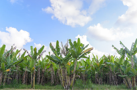 Banana tree plantation with daylight.