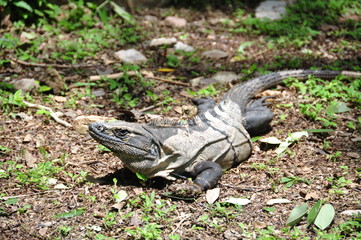 Mexico - site d'uxmal