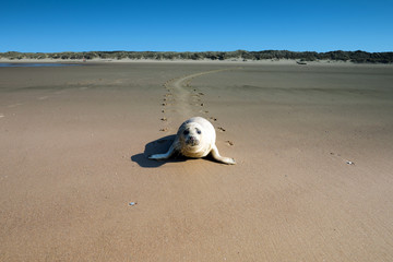 Fototapeta premium bébé phoque sur la plage