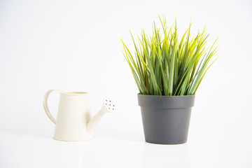 Decorative grass in flowerpot and watering can