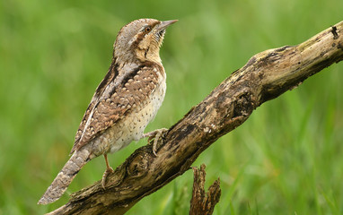 Wryneck (Jynx torquilla)