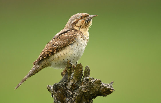 Wryneck (Jynx torquilla)
