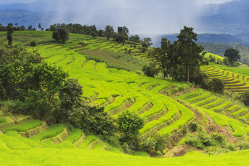 Green rice terrace field and cloudy sky in rainy season.