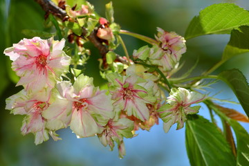 珍しい緑の桜、御衣黄（ギョイコウ）/非常に珍しい黄緑色の花を咲かせる桜。深い知識と高い教養が無いと価値が分らない、ウコンと間違えやすく本物の画像は少ない。見るだけで大変な桜。