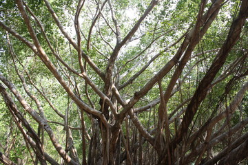 Branches of big tree