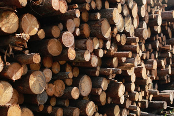 Long sawn logs lie on the pile