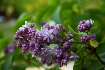 Цветущая сирень