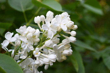 Цветущая сирень